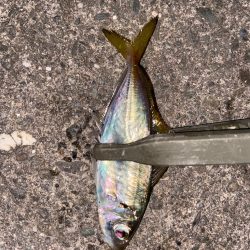 追い風アジング