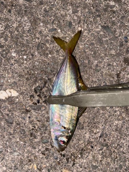 追い風アジング