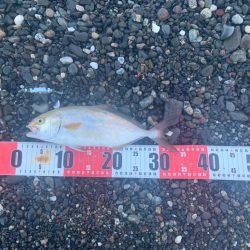 サーフでショゴ