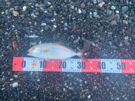 サーフでショゴ