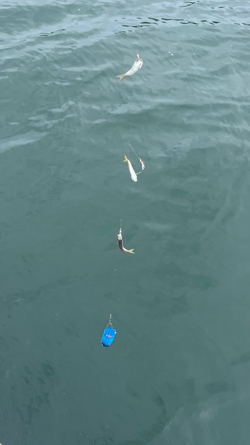 サビキ釣り釣果