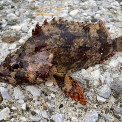 カサゴかと思ったら！？