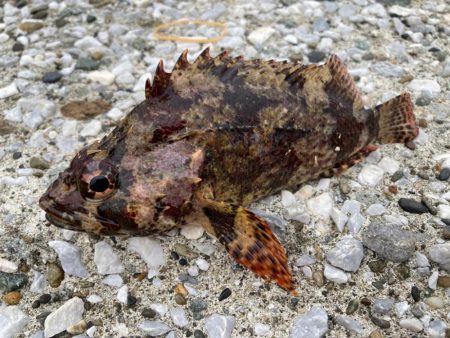 カサゴかと思ったら！？