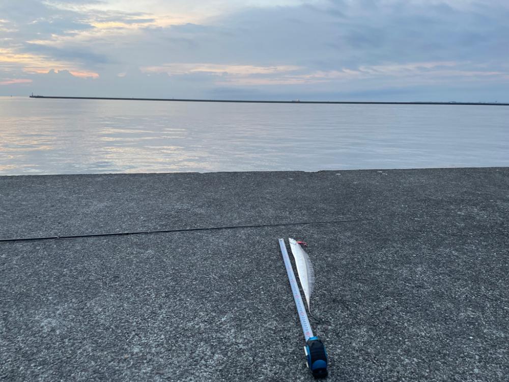 太刀魚1匹でも嬉しい