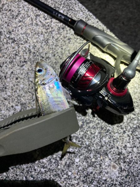 真夏のライトゲーム