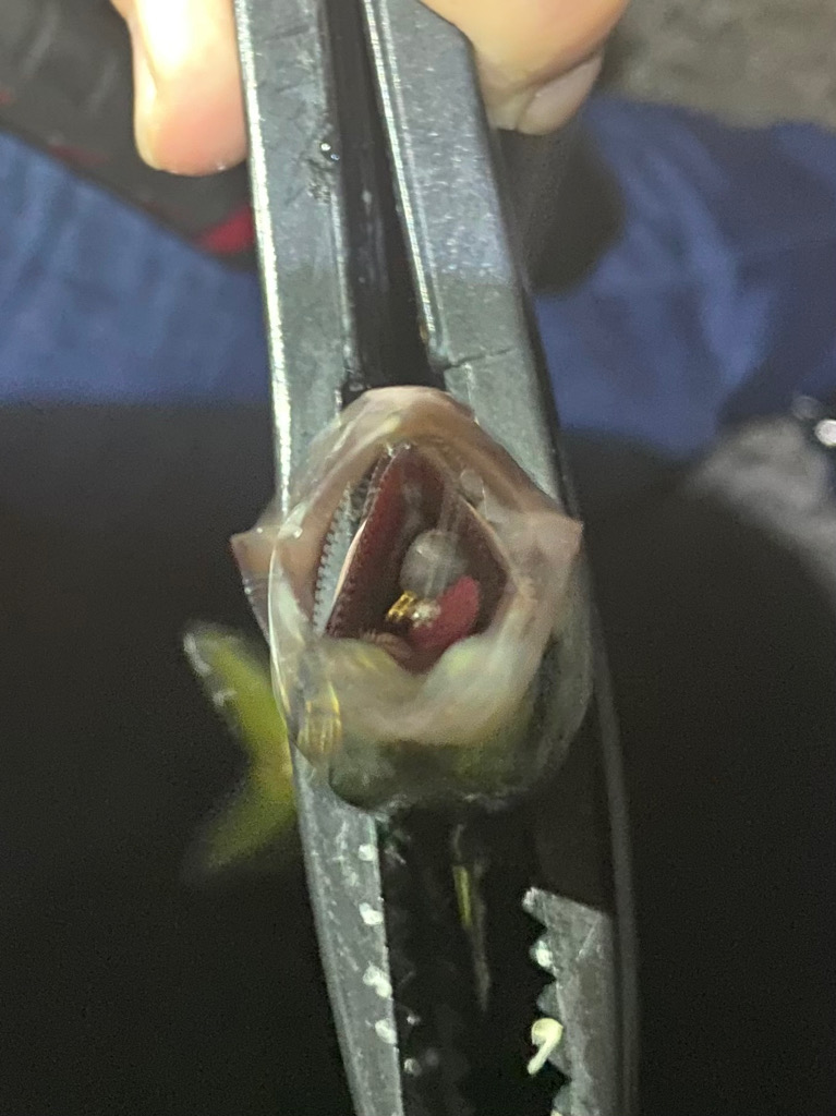 豆アジング&カワハギ