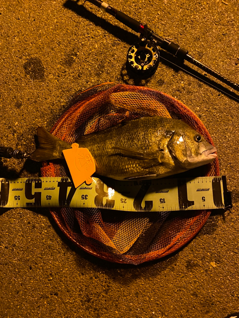 ヘチってきました