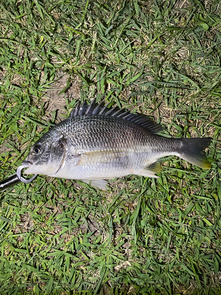 キビレさーーーん