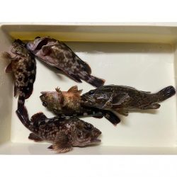 湾奥ライトゲーム!