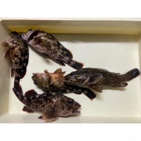 湾奥ライトゲーム!