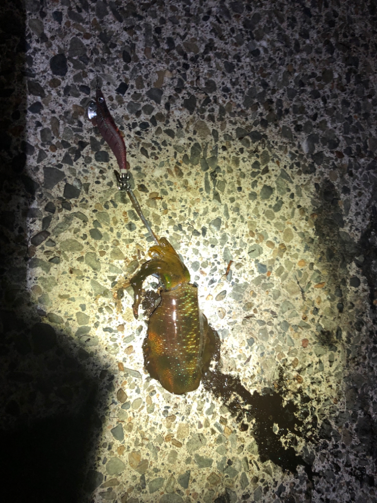 【新子調査】伊根〜京丹後巡り②