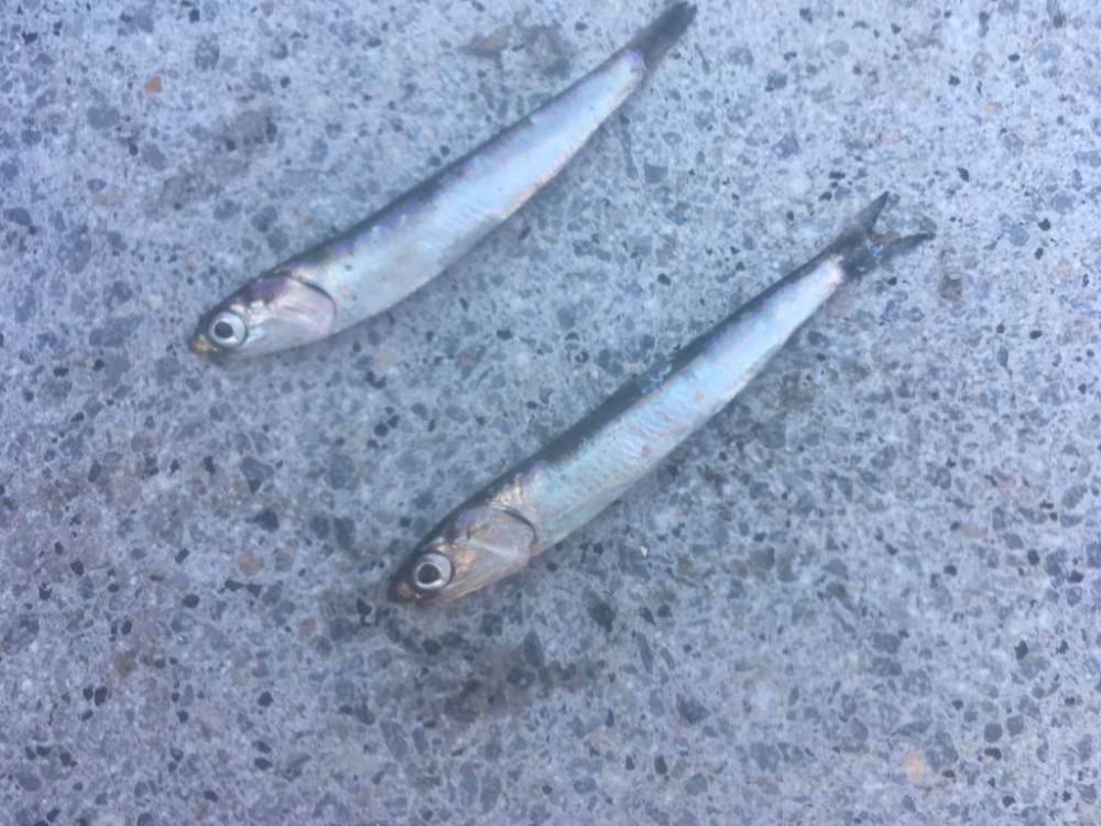 ファミリーフィッシング　イン　サマー