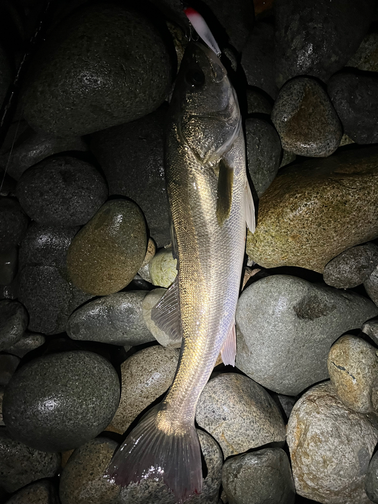 シーバス釣れました