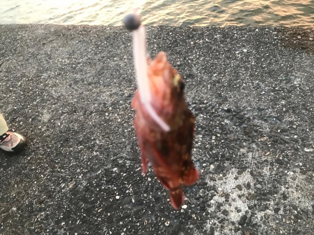 たまにサビキ。飽きたら穴釣り。