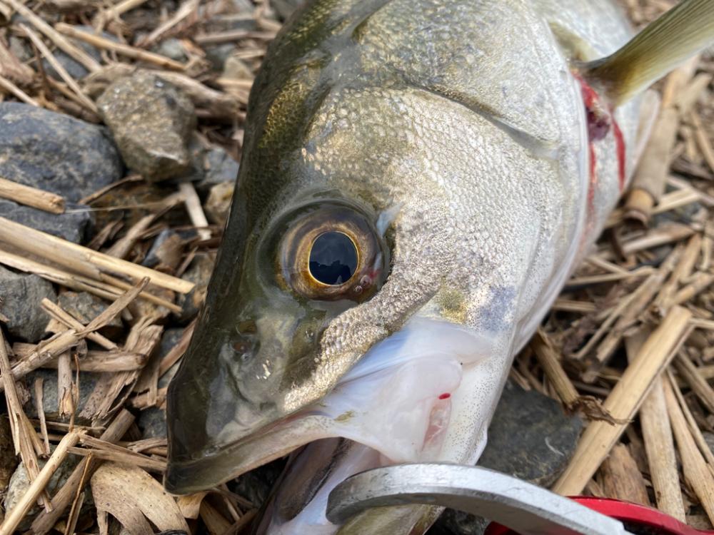 リバーシーバス