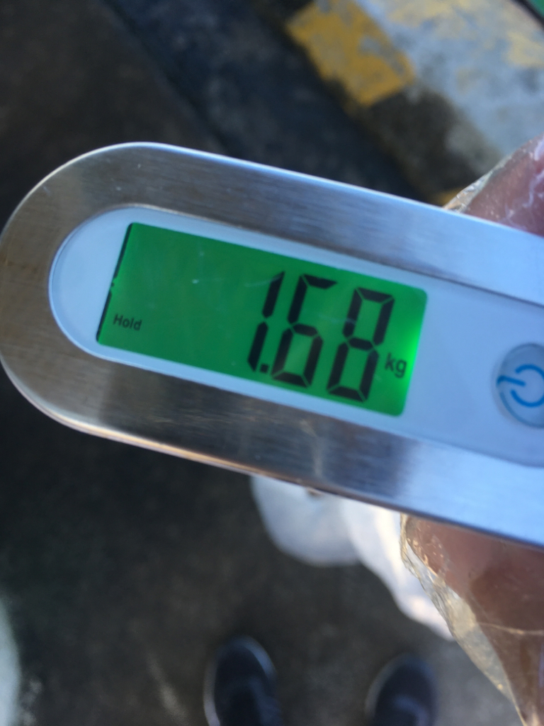 【タコフィネス】 キロ弱2杯