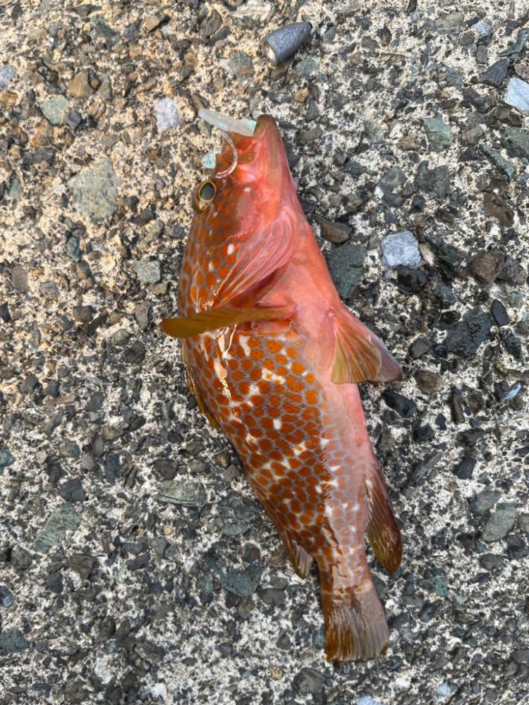 今日もアコウ、ガシラ!