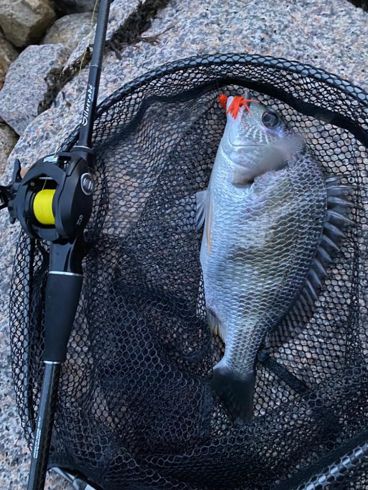 チニング  雨最強