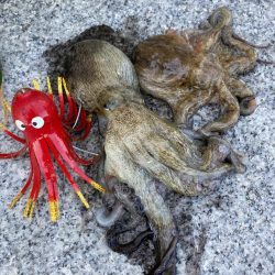 湾奥コスモ蛸ゲーム。何とか2杯。。