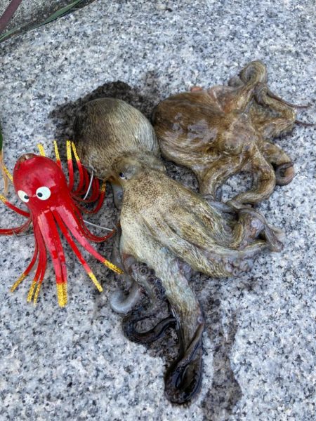 湾奥コスモ蛸ゲーム。何とか2杯。。