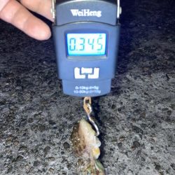 【タコング】夜タコ