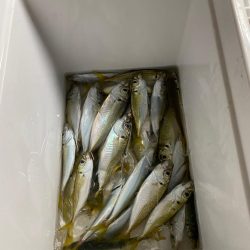 夕まずめ　サビキ