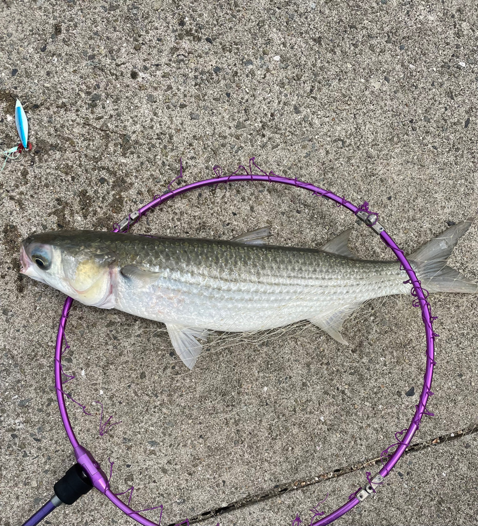 デイゲーム ３魚種制覇！