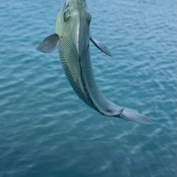 夏のフカセ釣り