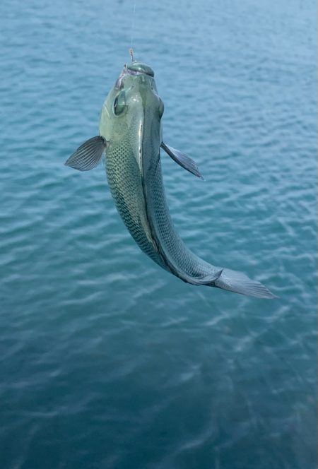 夏のフカセ釣り