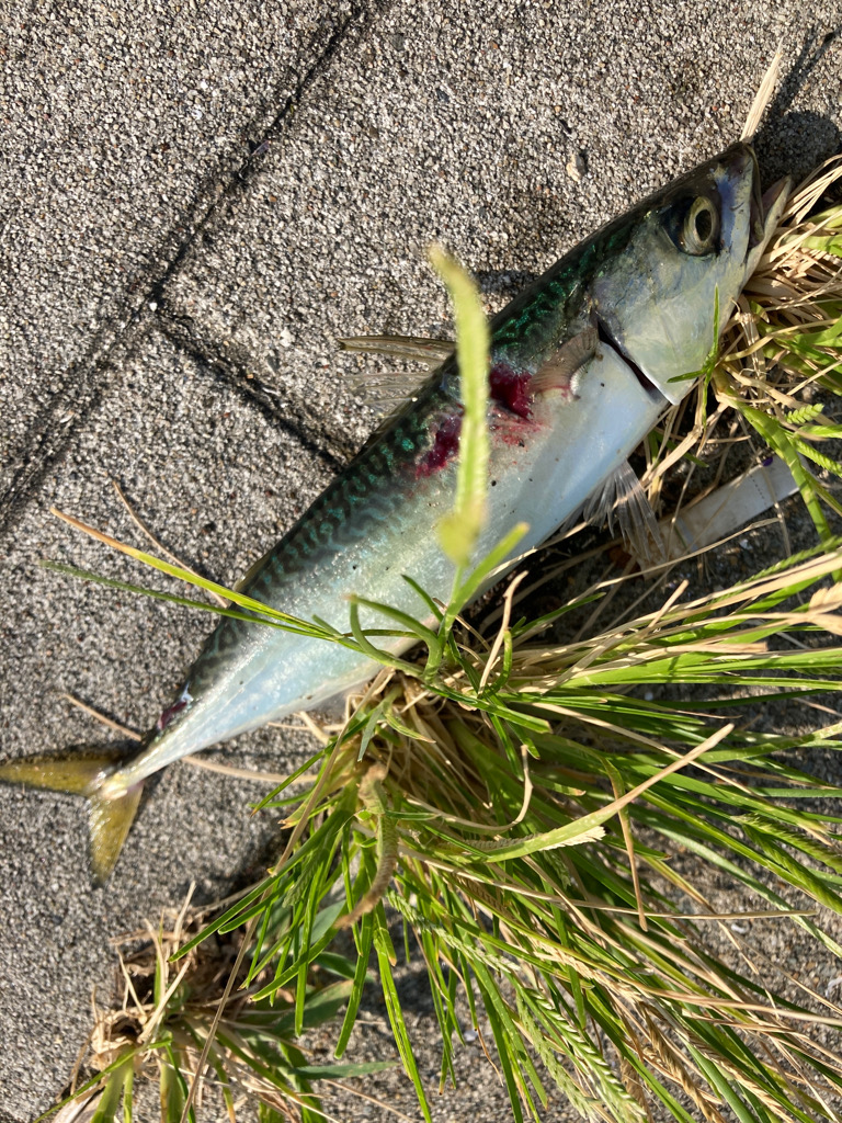 湾奥コスモ。中鯖だらけ。。