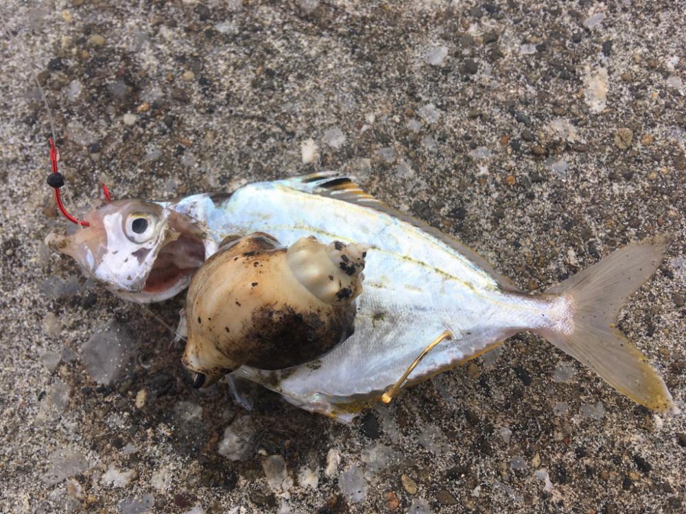 柊　柊　柊　柊