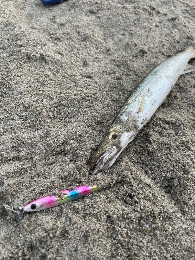 カマスフィーバー♪