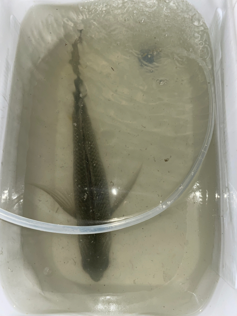 夕涼みぶっ込み