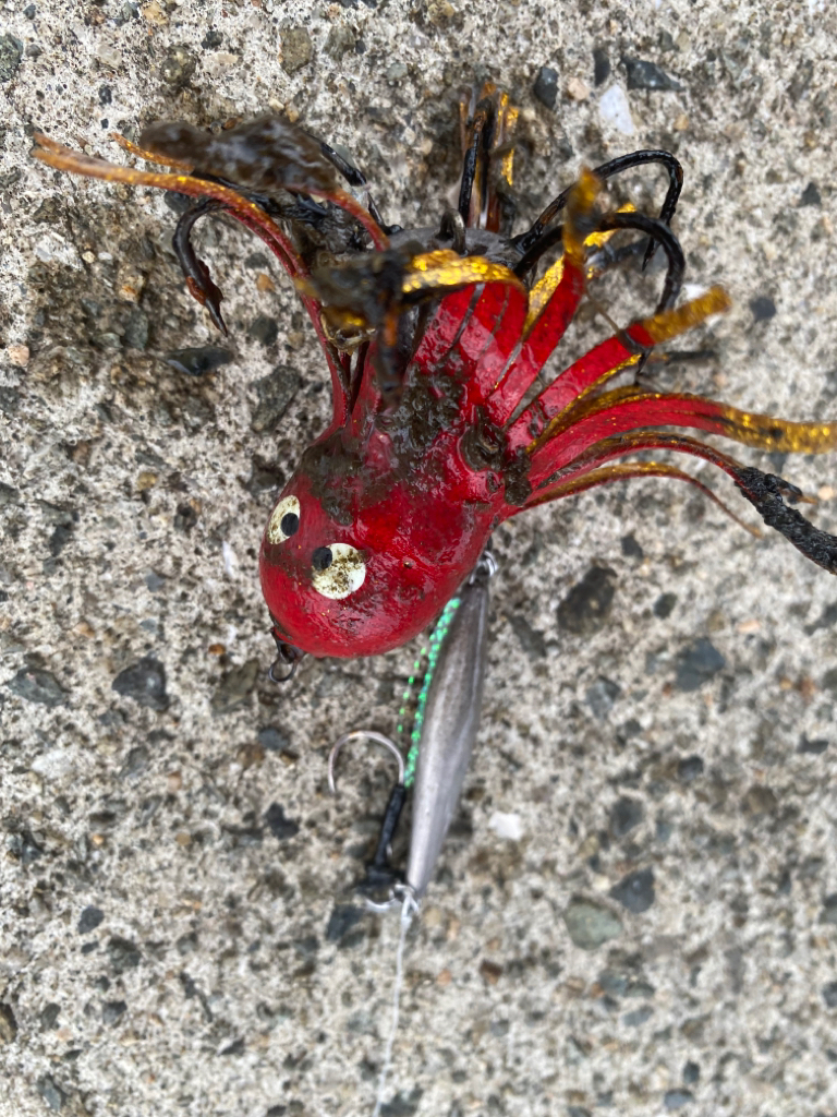 またまたまたしてもカワハギ