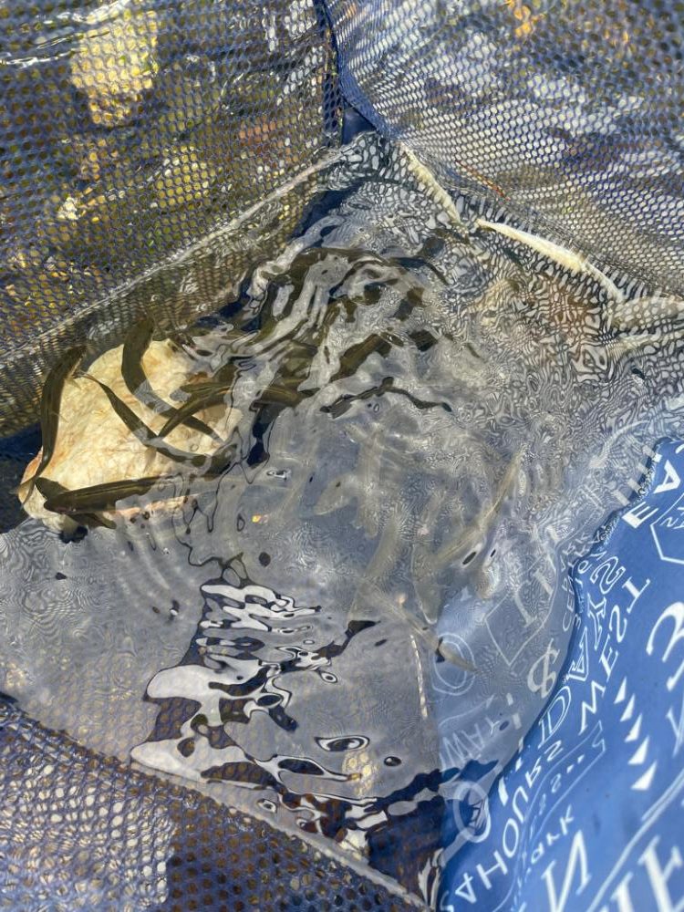 芹川で小鮎釣り