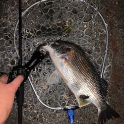 チヌハンターパート36