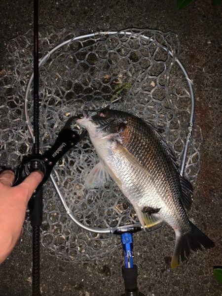 チヌハンターパート36