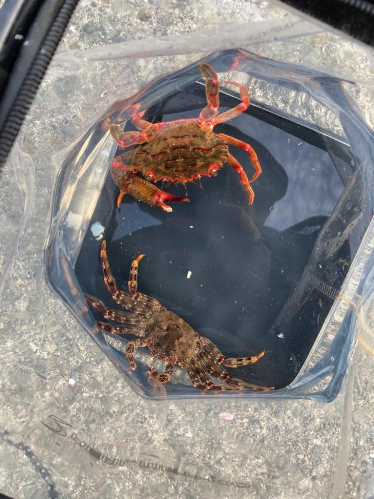 ウツボゲット！