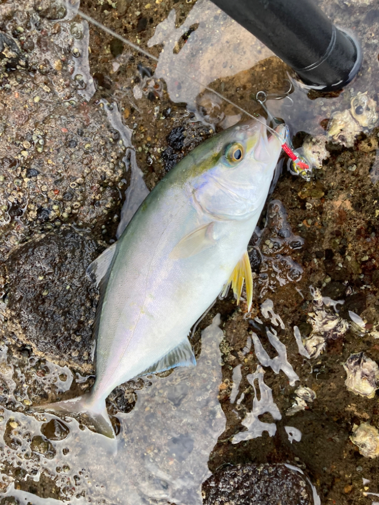 カンパチ（ネリゴ）をゲット！