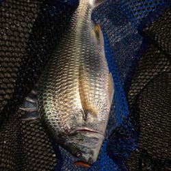 チヌハンターパート33