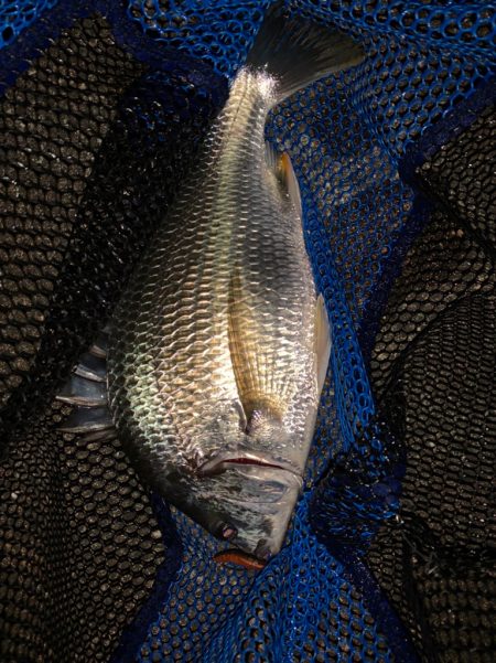 チヌハンターパート33