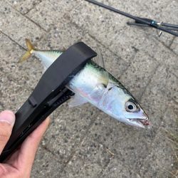 シーサイドコスモ