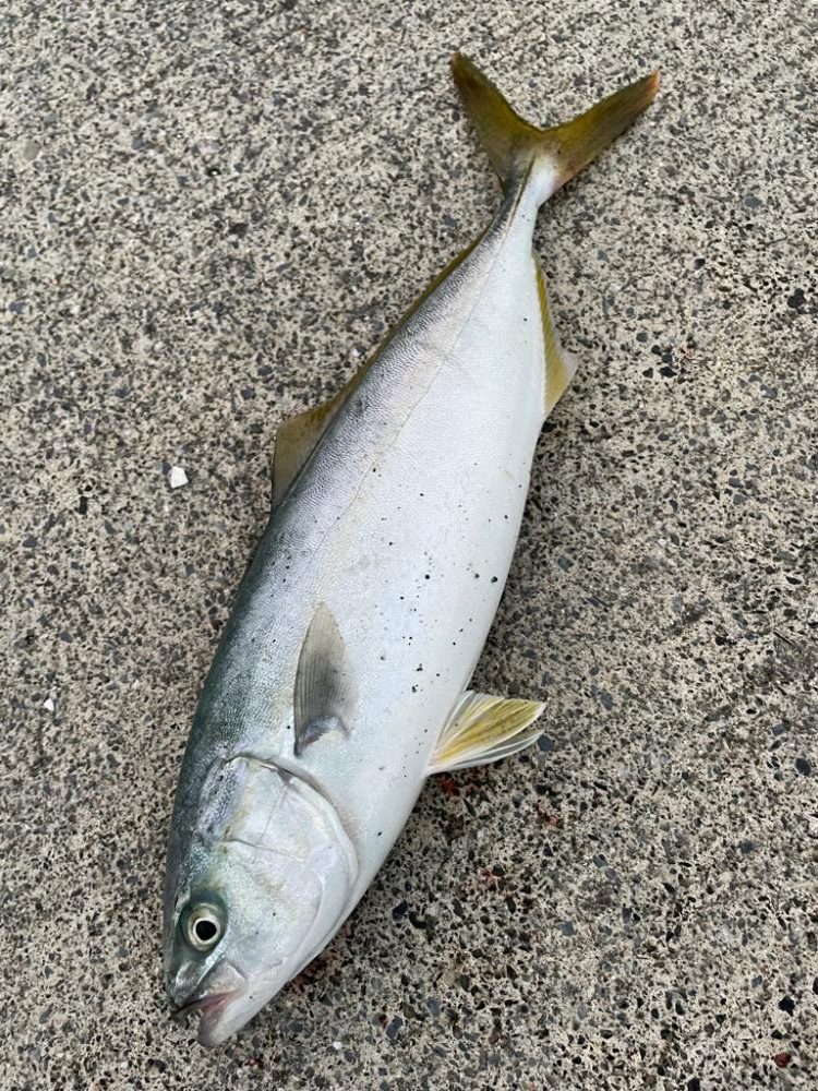 ショアジギング