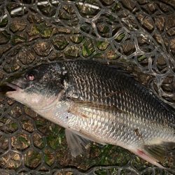 チヌハンターパート43