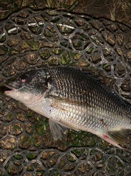 チヌハンターパート43