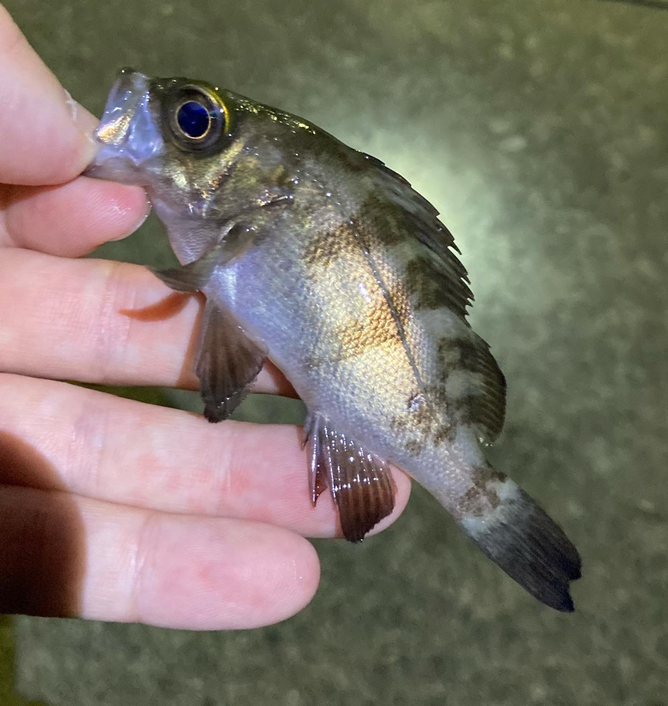 シーズン終了メバリング