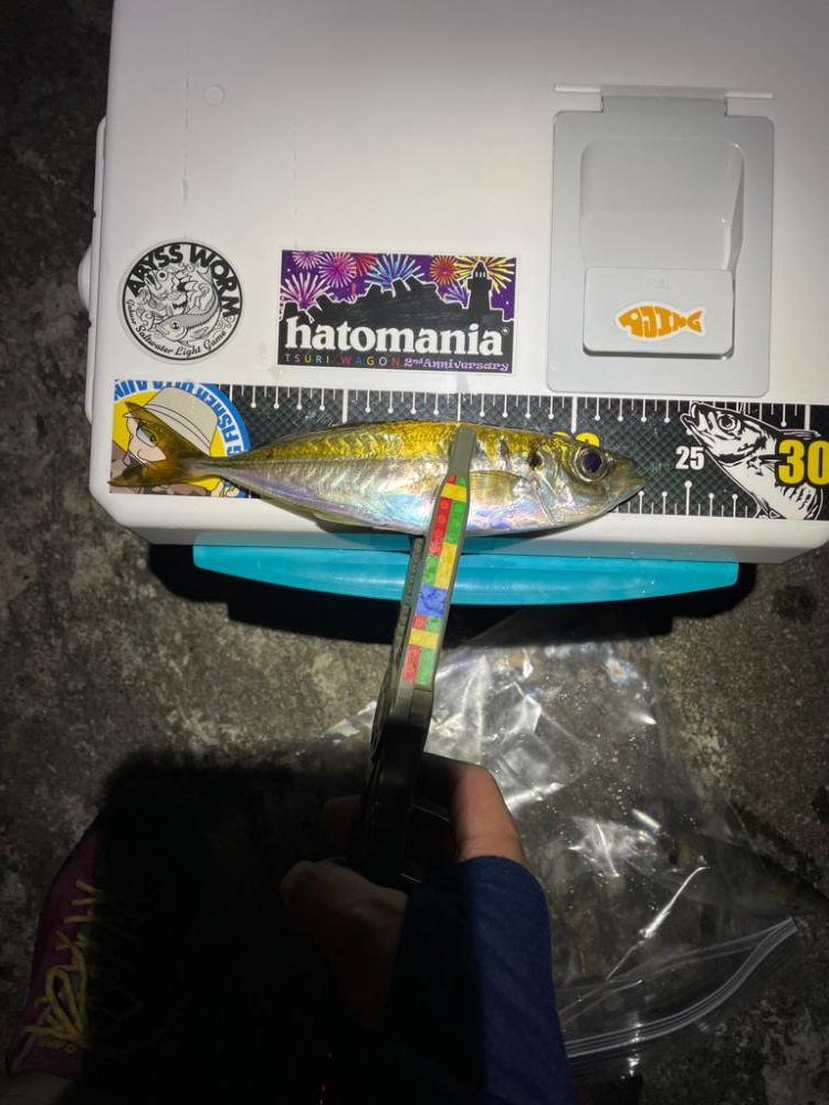 アジングに出掛けたのに