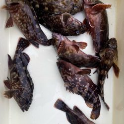 湾奥ライトゲーム！