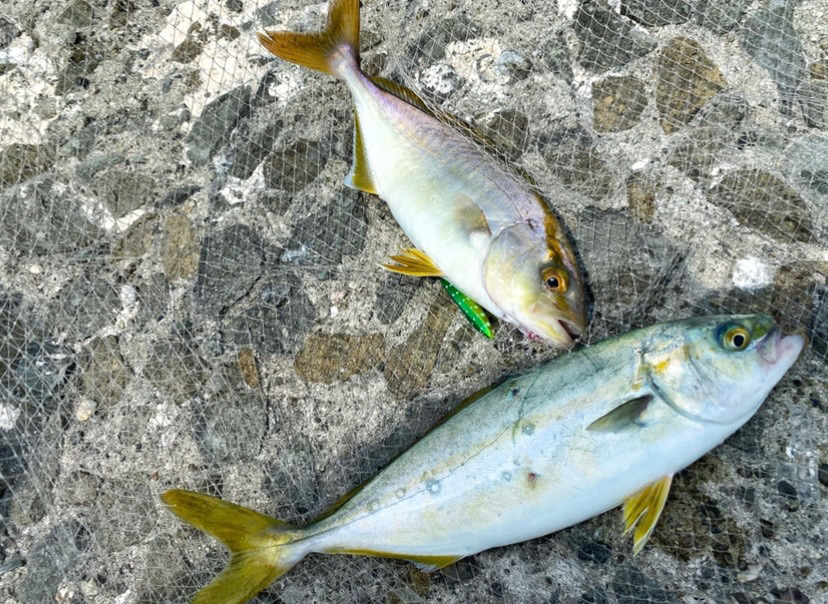 チニングロッドで楽しむULS