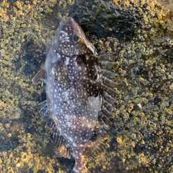 夏の磯は餌取りパラダイス